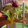 Rice: Glas vaas | Curry GLVAS-FLOCU